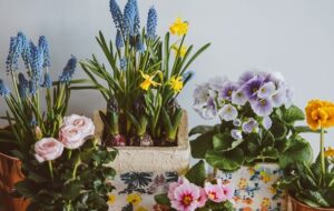 ۹ گیاه آپارتمانی جذاب که حتی در زمستان هم گل می دهند