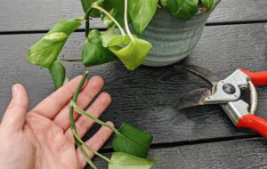 ۱۱ علت لوله شدن برگ های گیاه پتوس