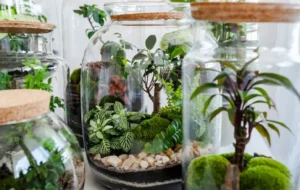 ترفند های ناگفته نگهداری و مراقبت از تراریوم