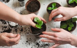 ۷ معجزه باورنکردنی تفاله چای برای گیاهان آپارتمانی