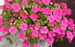 شیوه درست مراقبت گل حنا،گیاهی بسیار جذاب که با شکوفه های خود زیبایی خاصی به خانه می بخشد