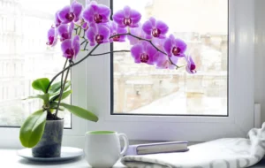 ۱۰ علت اصلی و مهم گل ندادن ارکیده