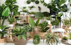 معرفی ۱۳ گیاه آپارتمانی خاصی که تا یک ماه نیاز به آبیاری ندارند