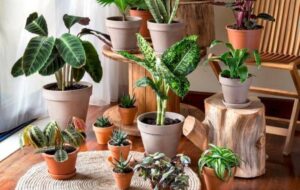 ۹ گیاه آپارتمانی با برگ های چهار رنگ که به خانه نشاط می بخشند