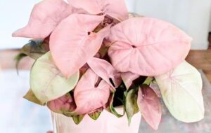 نحوه پرورش گیاه زیبای سینگونیوم با برگ‌هایی صورتی رنگ در آپارتمان