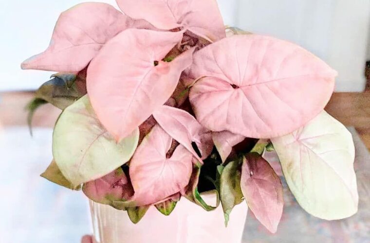 نحوه پرورش گیاه زیبای سینگونیوم با برگ‌هایی صورتی رنگ در آپارتمان