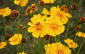 هر آنچه که باید درباره نگهداری گل اشرفی بدانید