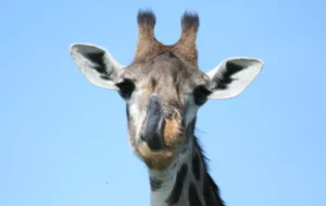 ۸ حیوان با زبان آبی در دنیا که باید بشناسید