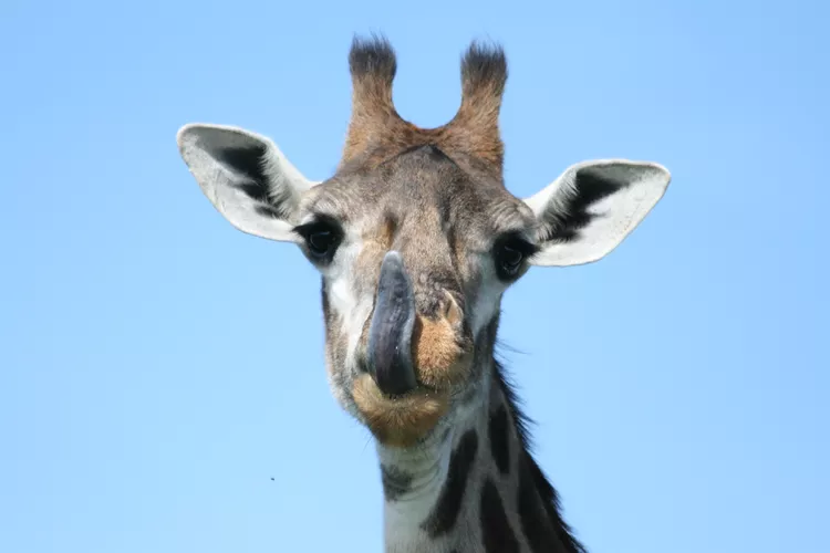 giraffe sticking tongue out