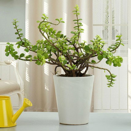 گیاه کراسولای خرفه ای
