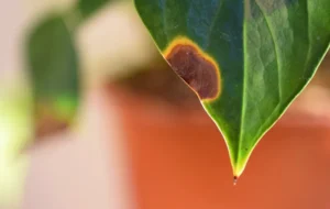 دلیل قهوه ای شدن برگ گیاهان آپارتمانی و راه‌های درمان آن چیست؟