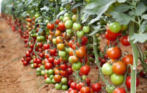 روش کاشت گوجه گیلاسی در آپارتمان که دیگه از بازار نخرید(+ویدئو)