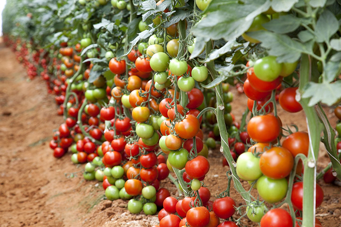 tomato super 52
