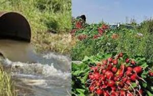 همه شیرازی ها باید قدر این کارمند شریف دولت را بدانند