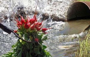 تایید جنایت آبیاری حداقل ۱۰۰۰ هکتار کشاورزی با فاضلاب در شیراز+فیلم