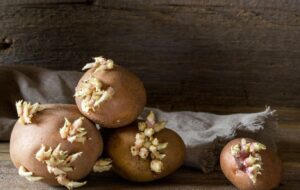 با خوردن سیب‌زمینی‌ سبز یا جوانه‌زده چه سرمان می آید؟