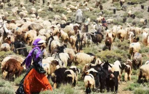 کاهش تولید گوشت بدلیل ذبح ۳۰ درصد دام های مولد/دام روستایی و عشایر قاچاق می شود/دام عشایر به نرخ روز خریداری می‌شود