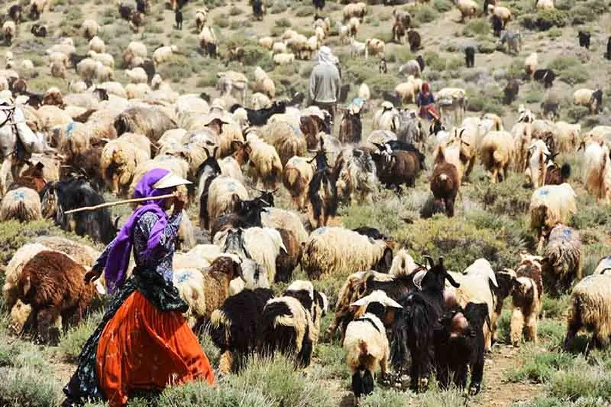 ام عشایر