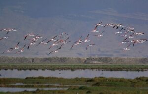 فرار مسئولان فارس از نام تالاب کمجان که چاه های غیر مجاز خُشکش کردند