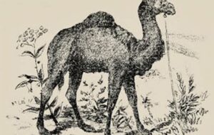 تست IQ برای شناسایی افراد با هوش بالا اگر شتر سوار را در ۲۰ ثانیه تشخیص دهند!