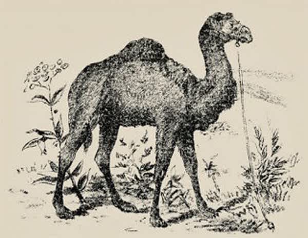 تست هوشمرد شتر سوار 2