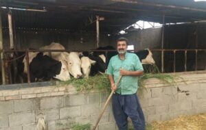 روایت یک دامدار سنتی از اینکه دام های گرسنه را ناچار می فرستند کشتارگاه