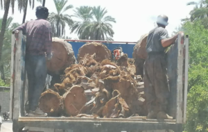 با اره برقی به جان درختان این شهر فارس افتاده اند ، رئیس جهاد کجایی !