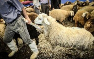 آخرش جهاد کشاورزی فهمید چراگوشت گران شد /دامداران ناچارا ۶ میلیون دام گرسنه را کشتند