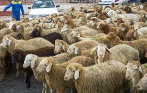 حالا می خواهید دام مازاد عشایر و دامداران را کیلویی چند بخرید؟