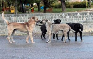 ویدئوی حمله ۲ سگ ولگرد به یک کودک در یاسوج