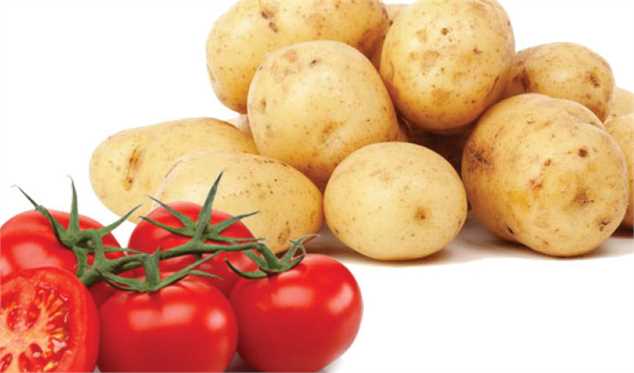 ضرورت ورود وزارت جهاد برای خرید تضمینی سیب زمینی