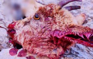 پرداخت سهمیه مهمات عامل افزایش شکار وحوش/دستگیری گروه سابقه‌دار مخرب محیط زیست در فارس