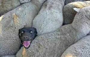 ببینید| ۱۶ عکس واقعی که با دیدنشون از زندگی لذت ببرید