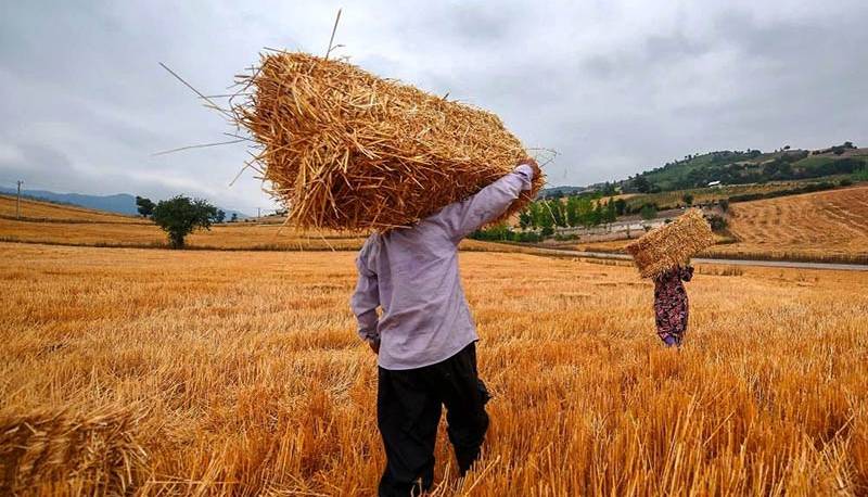 قیمت خرید تضمینی گندم