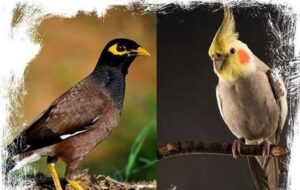 برای نگهداری در منزل: مرغ مینا بهتر است یا عروس هلندی؟