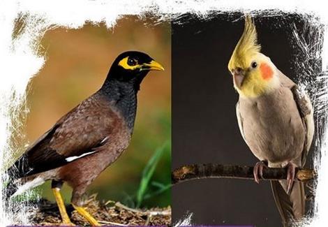 مرغ میناعروس هلندی