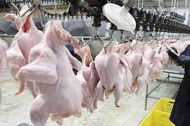 قیمت مرغ