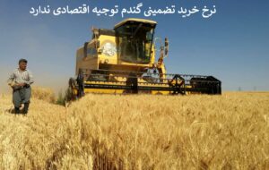 نرخ خرید تضمینی گندم توجیه اقتصادی ندارد ، باید اصلاح شود/دولت خلف وعده کرد