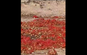 فیلم ریختن ضایعات میوه و نخاله‌های ساختمانی در کنار آرامگاه داریوش ، نقش رستم / مدیر تخت جمشید : پول نداریم کمک کنید اینم شماره حساب !