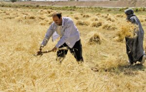 نرخ جدید خرید گندم سودی برای کشاورزان ندارد/اعضای شورای قیمت گذاری باید سریع استعفا دهند