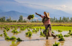 ادعای خودکفایی ۱۰۰ درصدی برنج در کشور وسط  اوضاع و احوال خشکسالی !