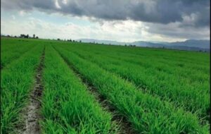 کار خوب تعاون روستایی استان فارس برای گسترش کشت قراردادی که ادامه دارد