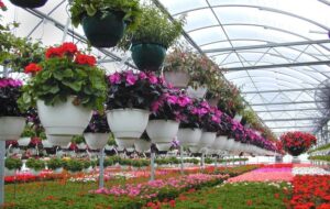 افتتاح پایانه عرضه مستقیم انواع گل و گیاه‌ تزیینی و آپارتمانی در شیراز بزودی