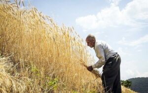 اعتراض همه به کار غیرقانونی وزیر جهاد کشاورزی/ نرخ خرید تضمینی گندم خیلی کم است