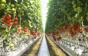 روشی آسان برای پرورش گوجه فرنگی روی پشت بام که شما هم می توانید (ویدئو)