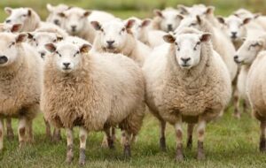 گوسفندان دلال یزدی پایشان به خارج نرسید