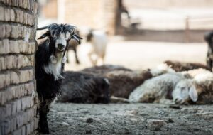 یعنی با واردات بدون محدودیت دام زنده و خرید دام‌ مازاد دامداران ، گوشت گیر مردم می آید؟