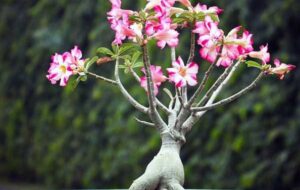 آفات و بیماری های آدنیوم که جان این گیاه را به خطر می اندازند