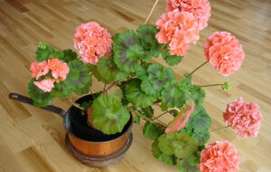 برای افزایش گلدهی گل شمعدانی باید چه کاری انجام دهیم؟