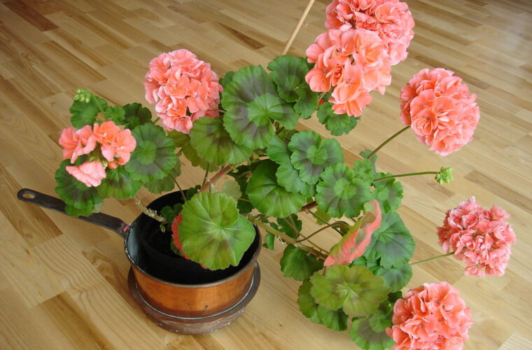 برای افزایش گلدهی گل شمعدانی باید چه کاری انجام دهیم؟